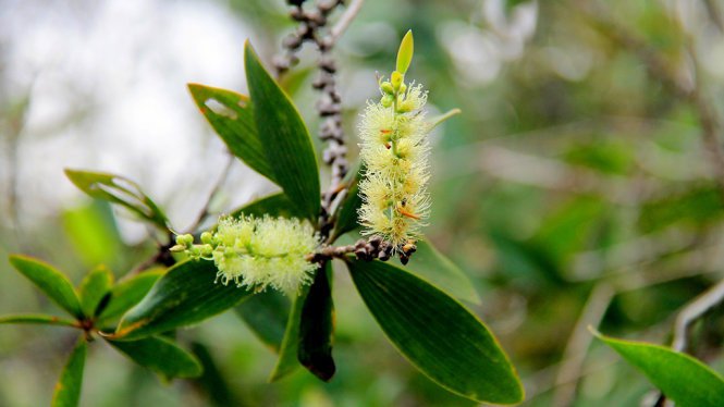 B&ocirc;ng tr&agrave;m &ndash; Ảnh: XU&Acirc;N LỘC